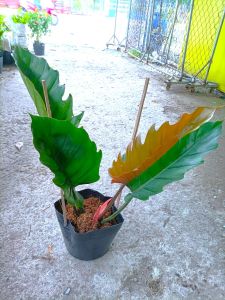 Cây Trầu bà Philodendron Caramel Marble trang trí văn phòng nhà cửa sân vườn.
