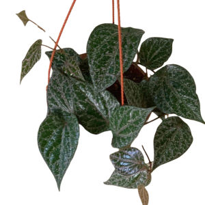 tanaman herbal sirih merah  Piper ornatum