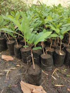 น้อยหน่าคลังหนัง แบบเสียบยอด พร้อมปลูก