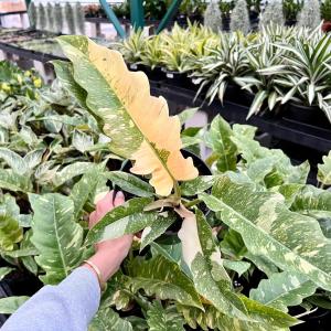 Philodendron Ring of Fire -  - Pokok Philodendron Cincin Api - फिलोडेंड्रोन रिंग ऑफ फायर Philodendron Ring of Fire – Colorful Variegation Serrated Leaves Collector’s Aroid Rare & Stunning Indoor Foliage LIVE PLANT