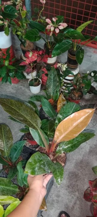 Philodendron%20Imperial%20Gold%20-%20Image%208