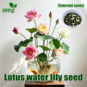 [Fast Growing] Mixed Color Lotus Water Lily Seeds for Planting Flowers Lotus Flower Seeds for Gardening Hydroponic Plant Seeds Water Growing Lotus Seeds Flowering Plants Seeds Bonsai Lotus Water Lily Plants Aquatic Plants Potted Water Lily Live Plant