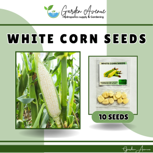 SULIT PACK! (10 seeds) - WHITE CORN SEEDS (High Yield / Easy to plant)
