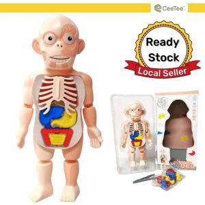 Kids Science Kit Human Body Anatomy Model Learning Educational Toys Stem Montessori at Home Toy Gift