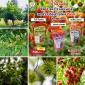 ปุ๋ยสตาร์เฟอร์ 3 สูตร ครบทุกความต้องการของต้นเงาะ สูตรเร่งโต สูตรเร่งราก เร่งดอก สูตรเร่งผล ขยายขนาด เพิ่มผลผลิต. 
