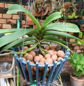 Đất Nung Popper - size 3X - Giá Thể Trồng Lan Ngọc Điểm Trang Trí Cây Cảnh Hàng Thailand