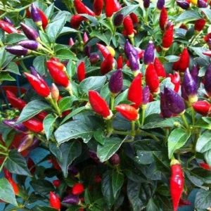 5 BUTIR BIJI /BENIH CABE BOLIVIAN RAINBOW