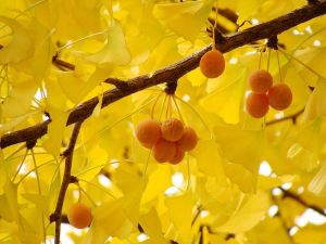 10 hạt cây ngân hạnh - cây bạch quả