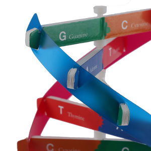 QUANSEN Human Genes DNA Models Double Helix Science Toys Teaching Learning Education Toy