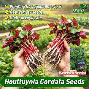 [Selected Seeds] 100% Authentic Houttuynia Cordata Seeds for Sale (High Germination 200pcs) Fresh Organic Houttuynia Cordata Seeds for Planting Herb Seeds for Gardening Houttuynia Cordata Potted Seedlings Easy To Grow Vegetables Plants Buto Ng Bulaklak