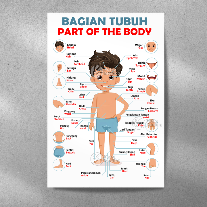 Poster Bagian Tubuh Manusia Anak Laki - Laki dan Perempuan A3+ / Parts ...