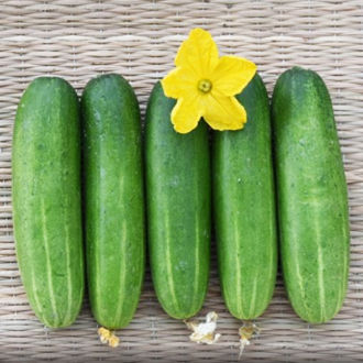 เมล็ดพันธุ์แตงกวา ราคาถูกที่สุด งอกง่าย