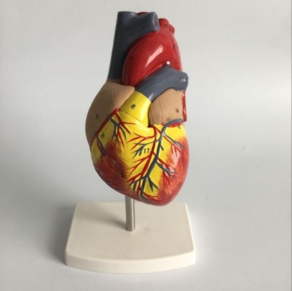 Human Heart Model / Human Cardiac / Heart Model Anatomy / Anatomical ...