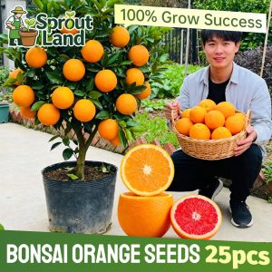 High Germination 25pcs Bonsai Orange Seeds for Planting Fruits High Yield Dwarf Orange Tree Plant Seeds Garden Balcony Potted Orange Live Plant Tropical Fruit Seeds Sweet Orange Seedlings Real Fruit Bearing Tree Seeds Easy To Grow Fruits Vegetable Seeds