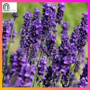 SeedsPLAZA™ - Lavender Seeds for Planting Herbal Flower Plants (5 Seed) Organic Indoor and Outdoor Plant for Pots