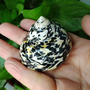 1 PC Polished Magpie Turbo Shell Black Jade Hermit Crab Seashells Crustacean Aquarium Fish Tank Landscaping Ornament Conch Gift