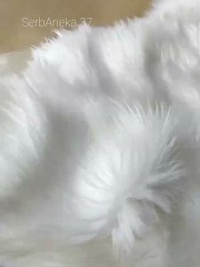 TAPLAK MEJA BULU ALAS FOTO PRODUK BULU KOREA PUTIH KARPET BULU BULU KOREA KAIN BULU KOREA ALAS BULU KOREA