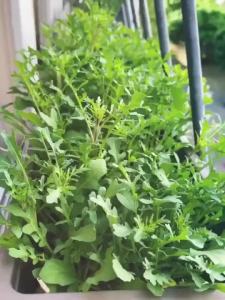 Arugula Rocket Salad Vegetable Seeds 400 Seeds/Pack