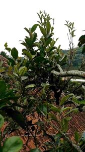 Daun Benalu Pohon Jeruk Herbal Pres 300grm