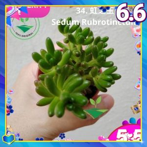 KDH Plant World Import Real Live Succulent Pokok Hidup Cacti Kaktus Sukulen 多肉植物 肉肉植物 新款多肉植物