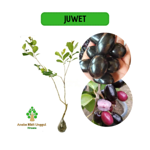 BIBIT JUWET ATAU JAMLBANG HITAM ASLI DUWET HITAM Aneka bibit unggul Nirwana