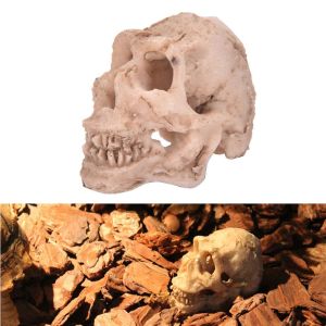 BENEDICT ละเอียดอ่อน ขนาดเล็ก การออกแบบกะโหลกศีรษะ สัตว์เลื้อยคลานแมงมุม Terrarium สไตล์แฟชั่น เรซินสังเคราะห์ ภูมิทัศน์พิพิธภัณฑ์สัตว์น้ำ ตกแต่งพิพิธภัณฑ์สัตว์น้ำ ตกแต่งตู้ปลา การจัดสวนตกแต่ง