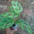 tanaman bunga Hias Monstera Oblique janbol-Janda Bolong-pohon janda bolong. 