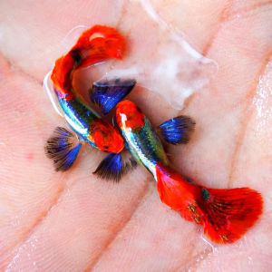 GPS Aquatic Red Head Koi Butterfly Ear Guppy 1 pair