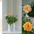 กุหลาบ สีน้ำผึ้ง โกลเด้นท์ บุดด้า Golden Buddha Rose(อเมริกา). 