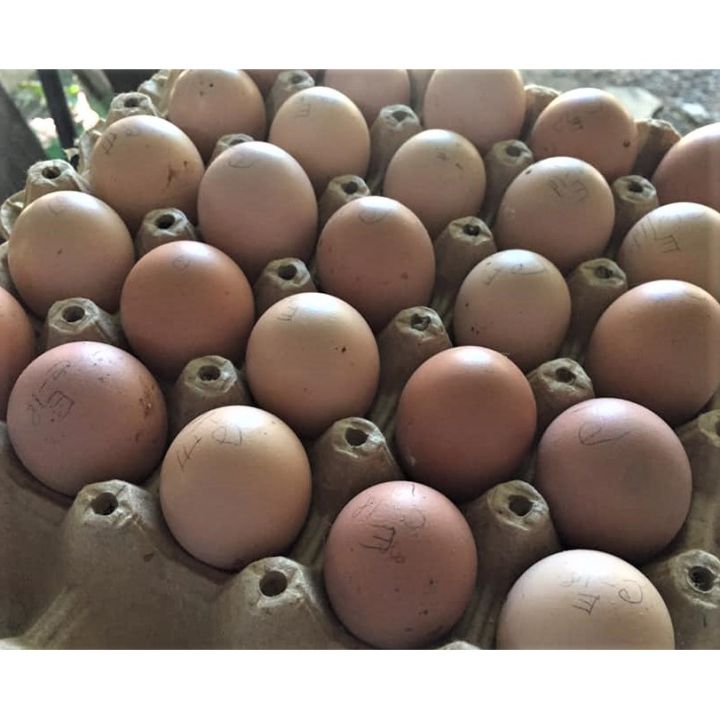 +++VINTAGE RHODE ISLAND RED FERTILE EGGS+++ Lazada PH