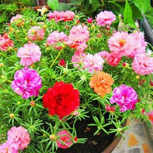 moss rose portuluca vietnam rose cuttings