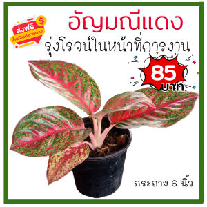 KD999 อัญมณีแดง  Aglaonema ต้นไม้มงคล ต้นไม้ฟอกอากาศ เสริมสิริมงคล รุ่งโรจน์ในหน้าที่การงาน