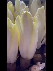 Golden Magnolia lettuce softened chicory red chicory suitable for planting in all seasons a specialty health vegetable