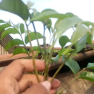 daun kendondong laki asli segar 50gram