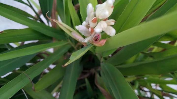 Cardamom/%20Cardamon%20seedlings%20(Elettaria%20cardamomum)%20herbs%20and%20spices%20-%20Image%202