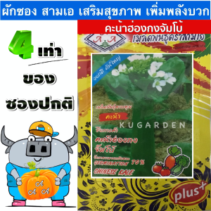 AAA 🇹🇭 ผักซอง 3A J027#คะน้า คะน้าฮ่องกงจัมโบ้  ผักซองตั้ง ผักซองจัมโบ้  เมล็ดพันธุ์ผัก AAA สามเอ ผักราคาถูก เพียงกดเพิ่มสินค้าลงรถเข็น