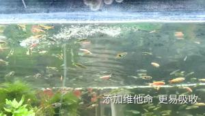 Aquarium Fish Food Feeding unshelled Healthy Freeze Dried Brine Shrimp Eggs for Tropical Fish Guppy Nutrition Supply Small Fish