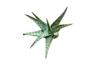 แคคตัส ว่านหางจระเข้แคระ ไม้อวบน้ำนานาพรรณ Aloe Hybrid