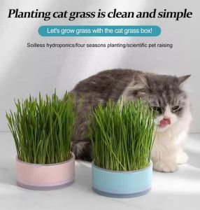 Biji Benih Rumput Kucing/Rumput Gandum(80 Seeds)/猫草小麦籽/Cat Glass Seeds/Cat Mint  Grass Food