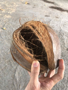 COMBO 5 Chậu Vỏ dừa khô còn nguyên vỏ  Mai huy since 2008