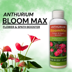 Anthurium Bloom Max – Ultimate Flower & Spath Booster for Vibrant Blooms