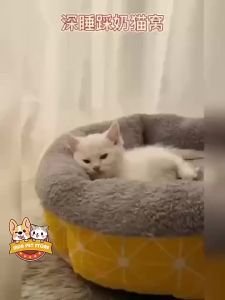 Dog Bed Mat Cat Bed Dog Bed Washable Sleeping Warm Soft Mat Cat Mat Dog Mat Puppy Bed for dog