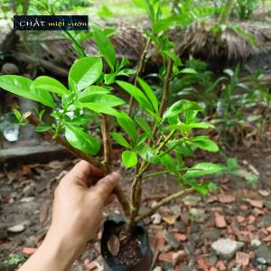 Cây giống Tắc Bánh Xe bầu chiết cành - tắc giống mới trái siêu to (bầu cây cao (25-40cm)