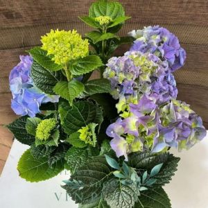 Hydrangea / 绣球花 / Bunga Hortensia / हाइड्रेंजिया (Singapore: Hydrangea) – Colorful Blooms Long Lasting Easy Care Eleg