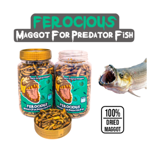 Makanan Pakan Ikan Predator Ferocious Maggot Kering BSF Channa Oscar Arapaima Peacock Bass