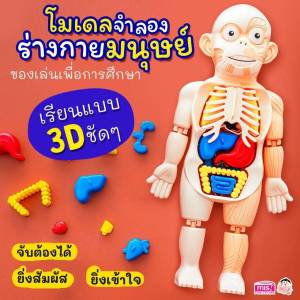 Human Body Toy ของเล่นหุ่นจําลองร่างกายมนุษย์ ของเล่นstem ของเล่นเพื่อการศึกษา ของเล่นวิทยาศาสตร์ ของเล่นเด็ก ของเล่นเสริมพัฒนาการ TY687