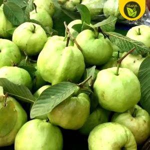 apple guava 10 seeds for planting easy to grow fruits bayabas
