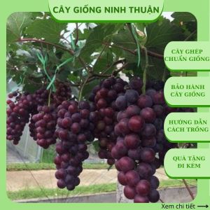 Cây nho giống Hạ Đen không hạt leo giàn trồng chậu thùng xốp sân thượng ND07