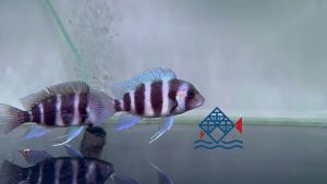 Blue Zaire Kapampa Frontosa / Cichlid /Freshwater 萨伊蓝皇冠六间 / 活鱼 /慈雕 / 三湖慈鲷{Sin Quan Aquaculture Enterprise}