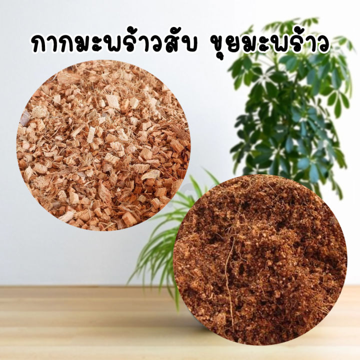 กาบมะพร้าวสับและขุยมะพร้าวสำหรับเพาะต้นกล้า